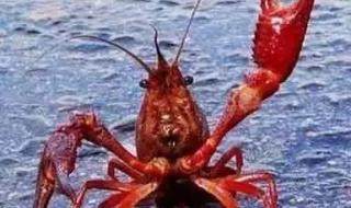 禁止销售小龙虾什么意思 日本禁止出售小龙虾
